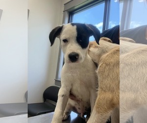 Mutt Dogs for adoption in NYC, NY, USA