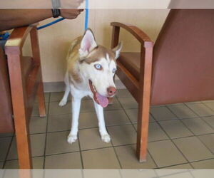 Siberian Husky Dogs for adoption in Ocala, FL, USA