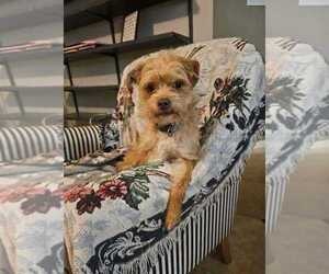 Mutt Dogs for adoption in Princeton, MN, USA