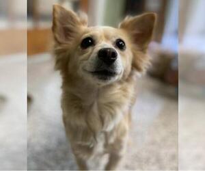 Chihuahua Dogs for adoption in Chattanooga, TN, USA