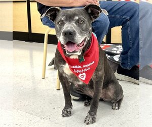 Mutt Dogs for adoption in McCormick, SC, USA
