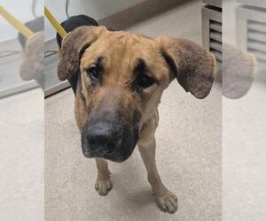 German Shepherd Dog Dogs for adoption in Bakersfield, CA, USA