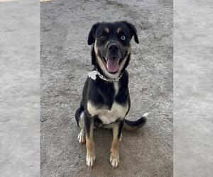 Pug-Unknown Mix Dogs for adoption in Riverside, CA, USA