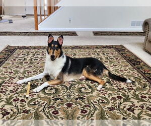 Collie Dogs for adoption in Pueblo West, CO, USA