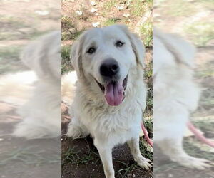 Great Pyrenees Dogs for adoption in Sacramento, CA, USA