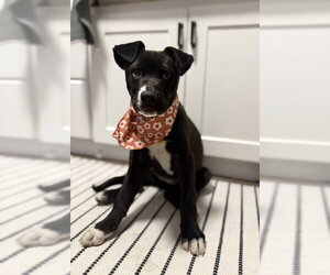 Labrador Retriever-Unknown Mix Dogs for adoption in Sandy, UT, USA