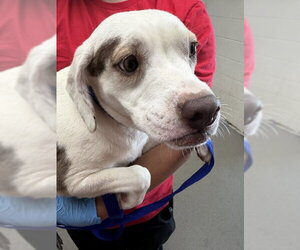 Beagle-Unknown Mix Dogs for adoption in San Bernardino, CA, USA