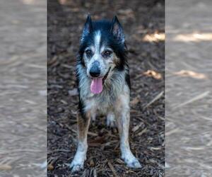 Border-Aussie Dogs for adoption in McKinney, TX, USA