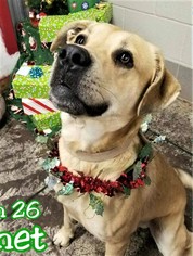 Medium Photo #1 Labrador Retriever-Unknown Mix Puppy For Sale in Edmond, OK, USA
