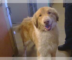 Medium Photo #1 Australian Retriever Puppy For Sale in Sacramento, CA, USA