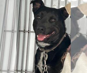 Labrador Retriever-Unknown Mix Dogs for adoption in Stockton, CA, USA