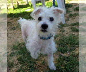 Poodle (Miniature)-Unknown Mix Dogs for adoption in Long Beach, CA, USA