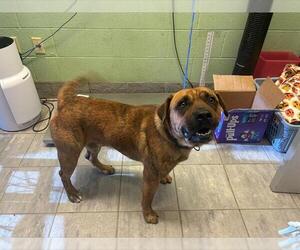 Mastiff-Unknown Mix Dogs for adoption in Grand Prairie, TX, USA