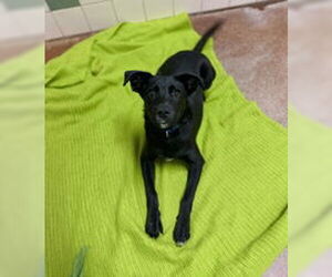 Mutt Dogs for adoption in Salinas, CA, USA