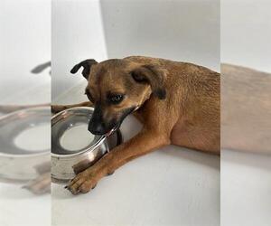 Chihuahua-Unknown Mix Dogs for adoption in Houston, TX, USA