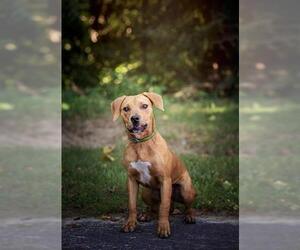 American Pit Bull Terrier-Unknown Mix Dogs for adoption in Belleville, IL, USA