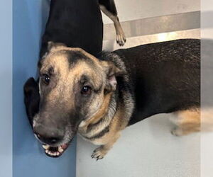 German Shepherd Dog Dogs for adoption in Pampa, TX, USA