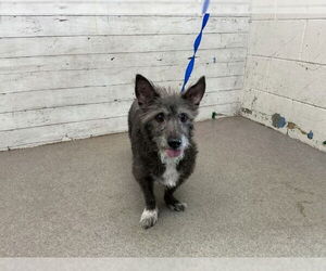 Mutt Dogs for adoption in San Bernardino, CA, USA