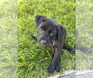Mutt Dogs for adoption in Virginia Beach, VA, USA