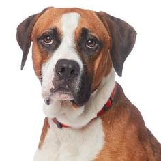Boxer Dogs for adoption in Los Angeles, CA, USA