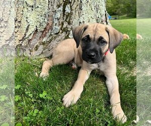 Black Mouth Cur-Unknown Mix Dogs for adoption in Forest Hill, MD, USA