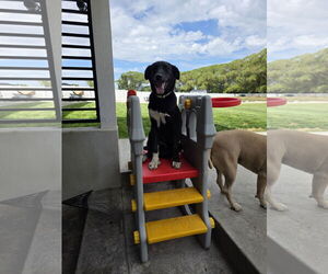 Huskies -Unknown Mix Dogs for adoption in MIDWAY, UT, USA