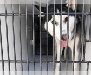 Alaskan Malamute Dogs for adoption in Houston, TX, USA