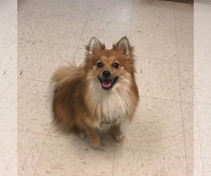 Pomeranian-Unknown Mix Dogs for adoption in Dahlgren, VA, USA