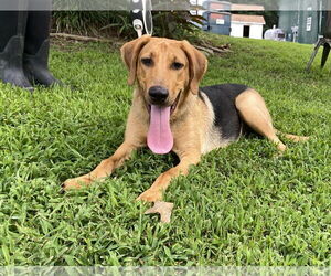 German Shepherd Dog Dogs for adoption in Sparta, TN, USA