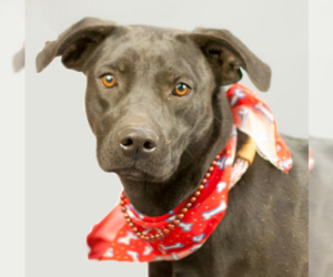 Labrador Retriever-Unknown Mix Dogs for adoption in Holly Springs, MS, USA