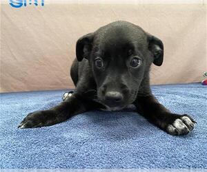 German Shepherd Dog-Unknown Mix Dogs for adoption in Stockton, CA, USA