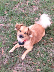 Dameranian Dogs for adoption in Baton Rouge, LA, USA