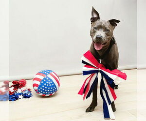 American Pit Bull Terrier-Unknown Mix Dogs for adoption in Sanford, FL, USA