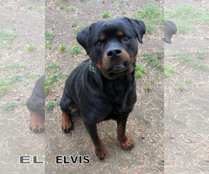 Rottweiler Dogs for adoption in Lindsay, CA, USA