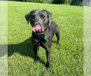 Labrador Retriever-Unknown Mix Dogs for adoption in Opelika, AL, USA