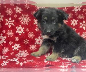 German Shepherd Dog-Unknown Mix Dogs for adoption in HESPERIA, CA, USA