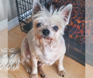 Mutt Dogs for adoption in Vail, AZ, USA