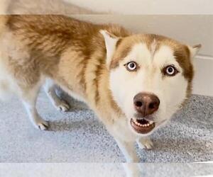 Siberian Husky Dogs for adoption in Houston, TX, USA