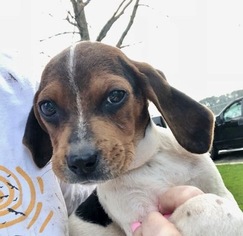 Medium Photo #1 Beagle-Unknown Mix Puppy For Sale in Yardley, PA, USA