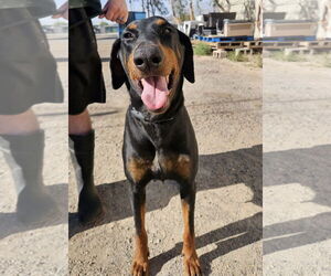 Doberman Pinscher Dogs for adoption in El Centro, CA, USA