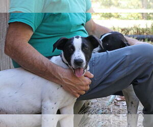 Pointer-Unknown Mix Dogs for adoption in Union, WV, USA
