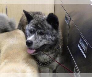 Akita Dogs for adoption in Riverside, CA, USA