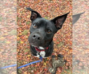Boston Terrier-Unknown Mix Dogs for adoption in Brewster, NY, USA
