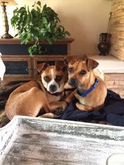 Chipin Dogs for adoption in Agoura Hills, CA, USA