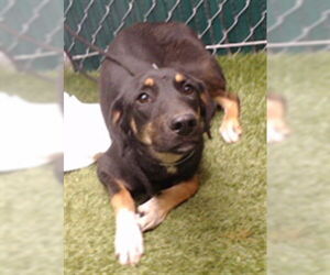 Siberian Husky-Unknown Mix Dogs for adoption in Downey, CA, USA