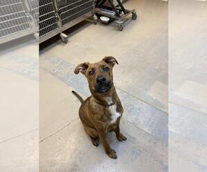 American Staffordshire Terrier-Rottweiler Mix Dogs for adoption in Bryant, AR, USA