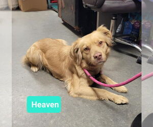 Labrador Retriever-Spaniel Mix Dogs for adoption in Richmond, IN, USA