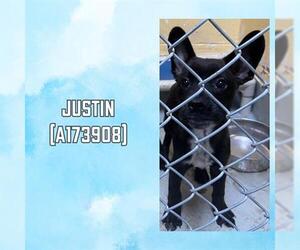 French Bulldog-Unknown Mix Dogs for adoption in Tulsa, OK, USA