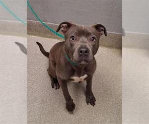 Mutt Dogs for adoption in Las Vegas, NV, USA