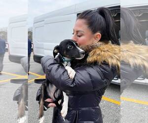 Retriever -Unknown Mix Dogs for adoption in Woodbury, NY, USA